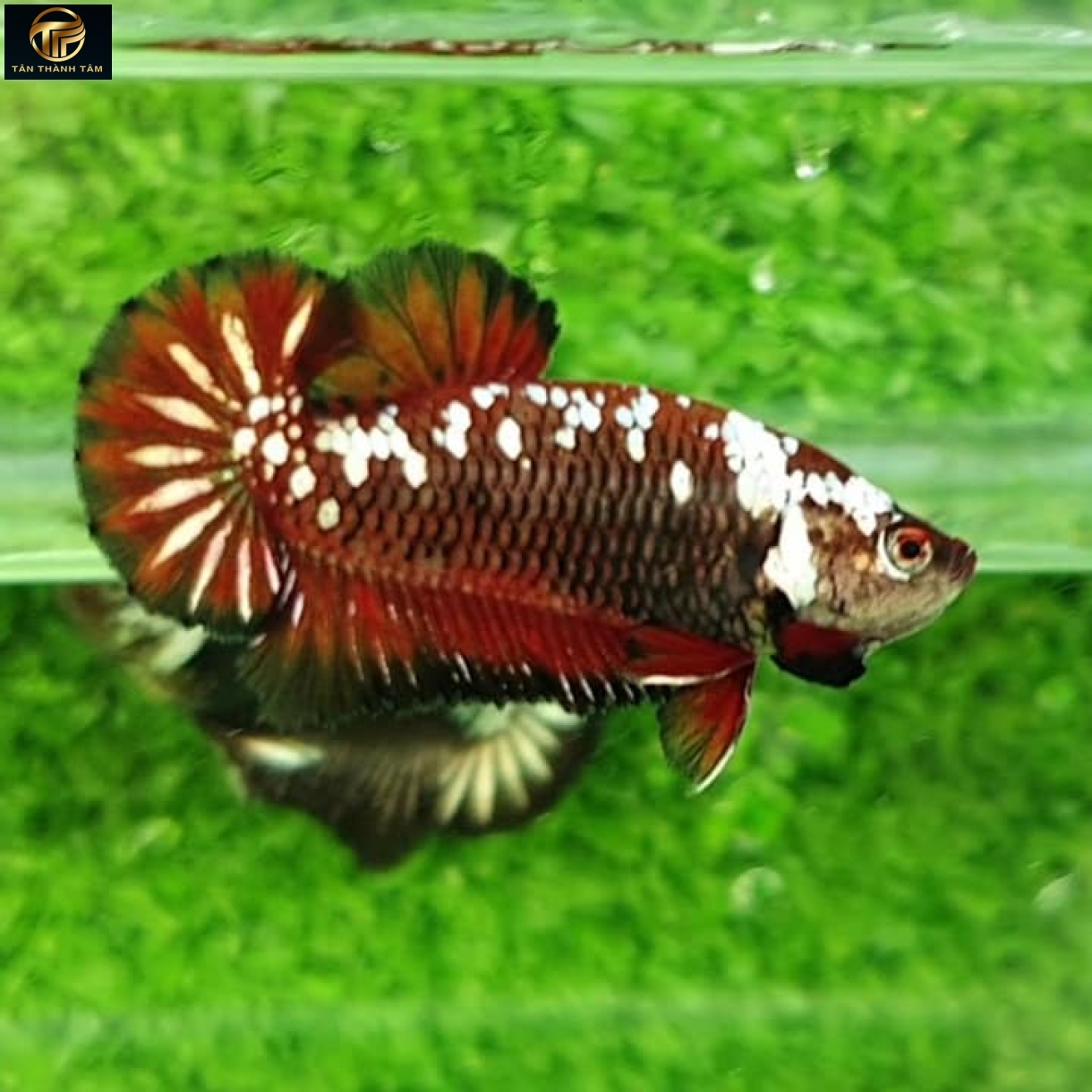 Red Samurai Plakat /Cá Betta đuôi ngắn, màu đỏ vảy trắng ít