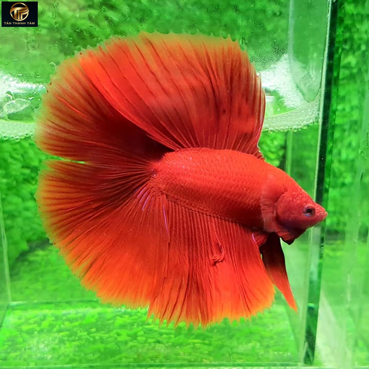 Doubletail Super Red Halfmoon (Cá Betta 2 đuôi, đuôi dài màu đỏ)