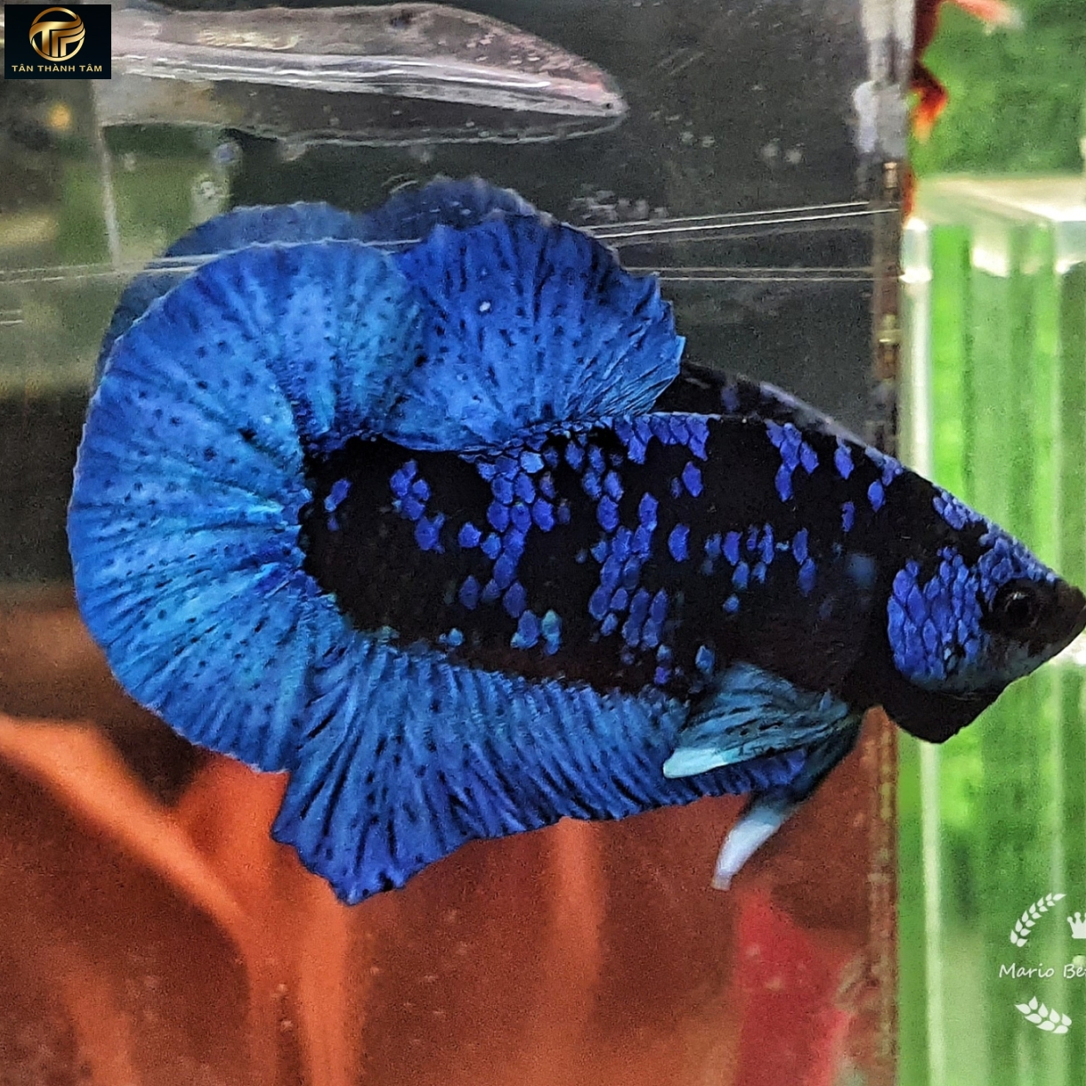 Black Blue Plakat /Cá Betta đuôi ngắn, màu đen vảy Galaxy xanh