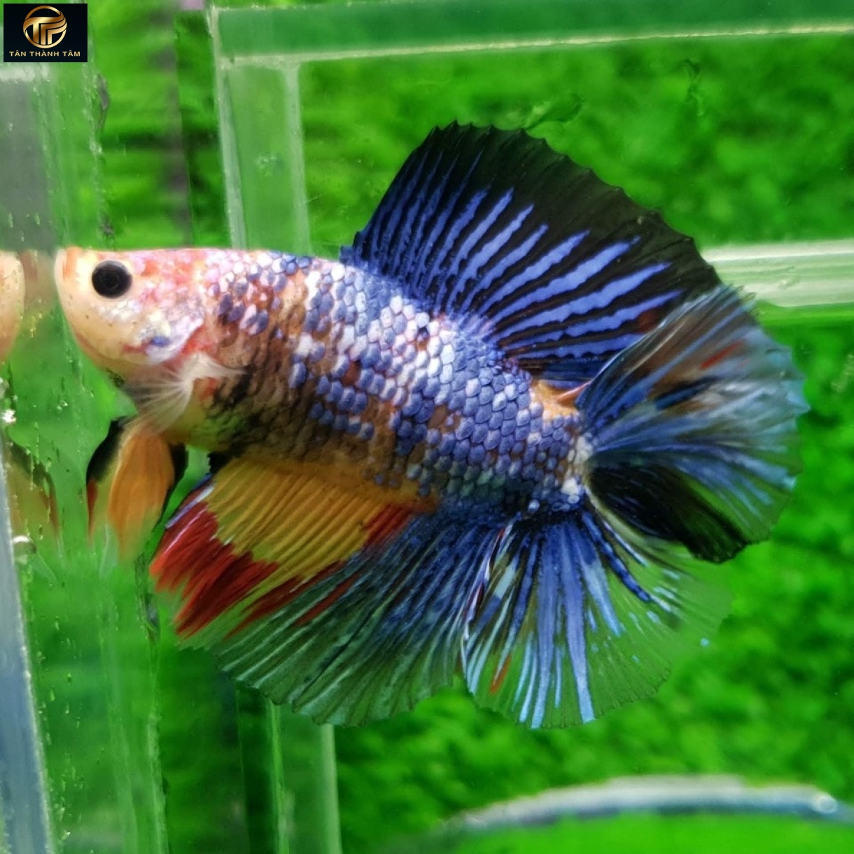 Koi Doubletail Plakat /Cá Betta Koi 2 đuôi đuôi ngắn