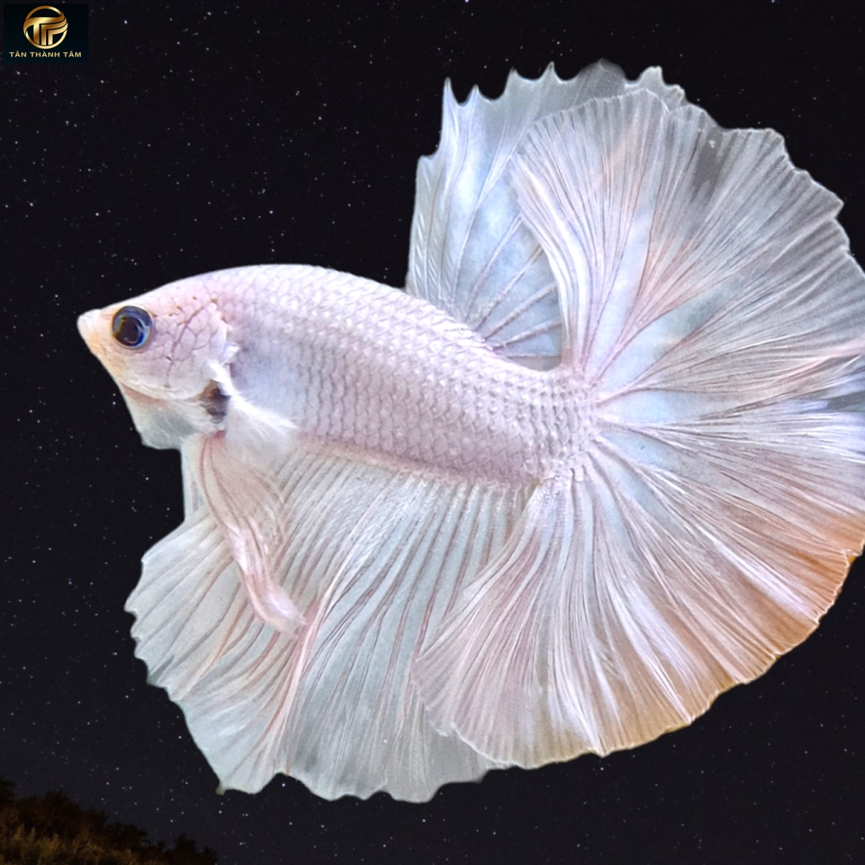 Super White Halfmoon /Cá Betta đuôi dài màu trắng