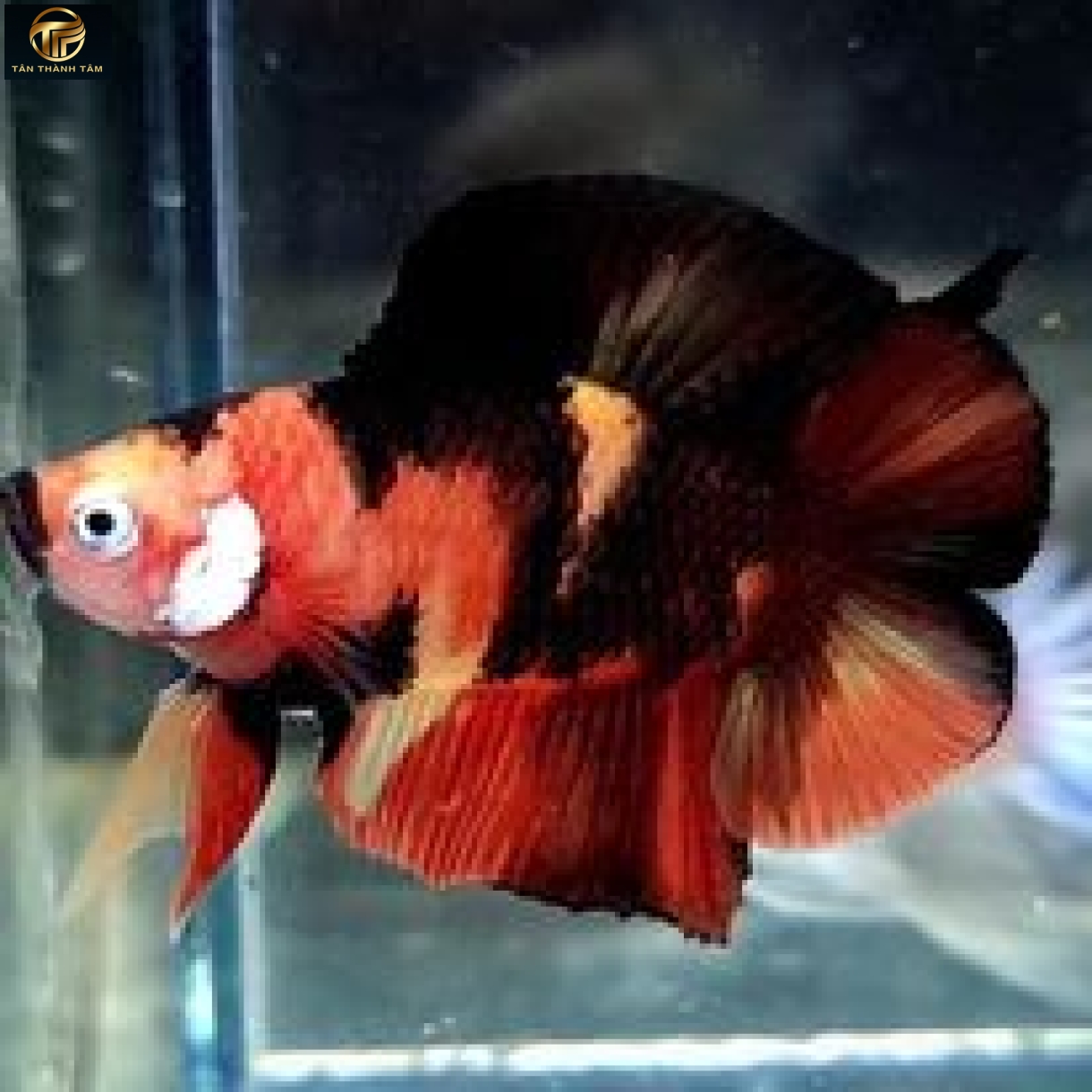 Koi Doubletail Plakat /Cá Betta Koi 2 đuôi đuôi ngắn