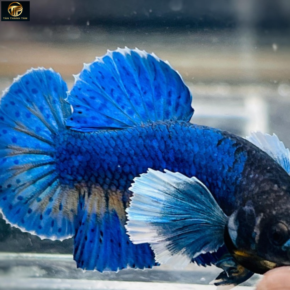 Dumbo Blue Plakat /Cá Betta đuôi ngắn tai to màu xanh