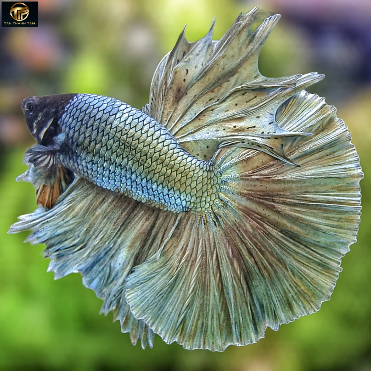 Copper Halfmoon /Cá Betta đuôi dài màu đồng