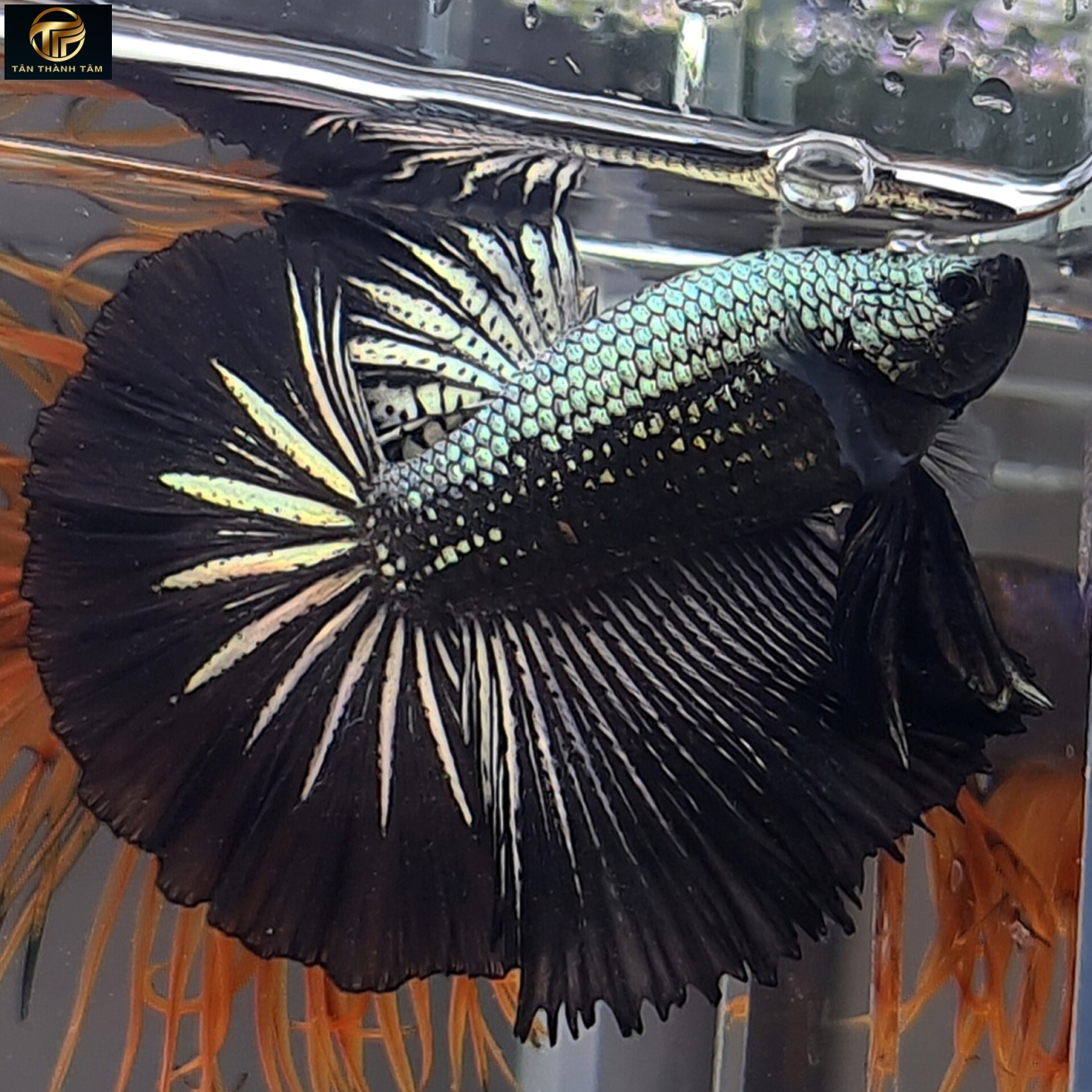 Copper Black Halfmoon /Cá Betta đuôi dài màu đồng - đen