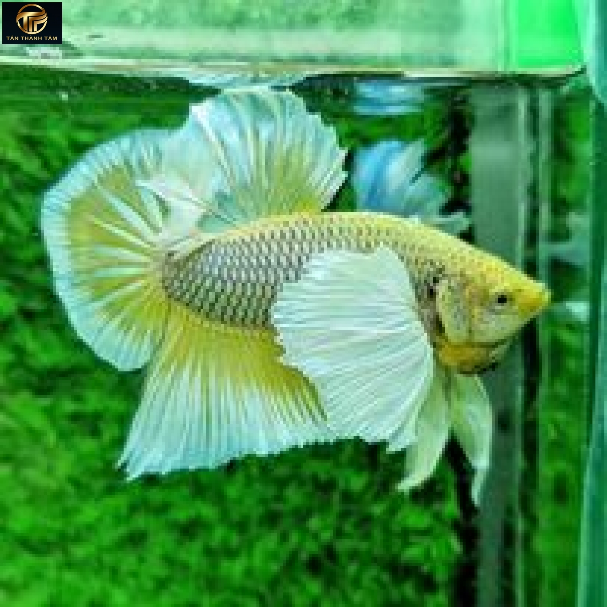 Dumbo Pineapple Plakat /Cá Betta đuôi ngắn tay bơi to màu vàng dứa