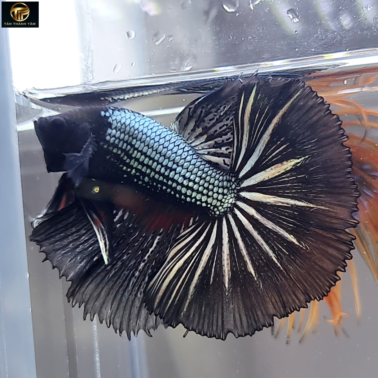 Copper Black Halfmoon /Cá Betta đuôi dài màu đồng - đen